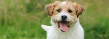 Animal Health Best Pets Ltd