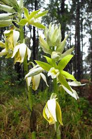 Image result for Phaius