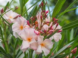 « see the general plant entry for oleander (nerium oleander). Nerium Oleander Plant Care Growing Tips Horticulture Co Uk