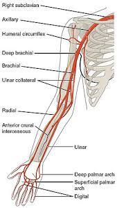 On right it is a branch of brachiocephalic trunk and on left, it is a. Arteries Of The Upper Limb The Lecturio Medical Online Library