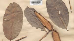 Image result for Mascarenhasia