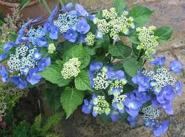 Image result for Ozoroa macrophylla