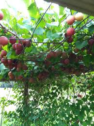 Unlike vinifera grapes, the minimum number of chilling hours required for a productive yield for muscadines has not been established, but does not appear to be a problem for most parts of florida, except south florida. Pin On Plants
