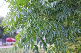 Image result for Melia azedarach