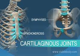 Learn Skeleton Anatomy Joints And Ligaments Basic Anatomy And Physiology Joints Anatomy Human Body Muscles