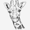 Apprenez comment dessiner une girafe facilement grâce à ce tutoriel complet étape par étape qui décompose chaque partie du corps de l'animal pour un résultat fidèle et réaliste. 1