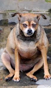 Find out how to prevent obesity in dogs. Pin On Animals