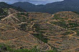 Like this durian malaysia page to participate. Chinese Hunger For World S Smelliest Fruit Threatens Malaysian Forests Thejakartapost Com Line Today