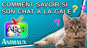 Soigner la gale du chat. Comment Savoir Si Son Chat A La Gale Youtube