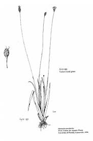 Image result for Xyris parvula