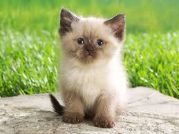 Pictures Of Just Cats Kittens Cutest Baby Animals Beautiful Cats