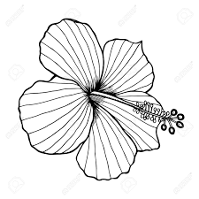 Hibiscus Flower Vector Graphic Illustration Black Image Isolated Royalty Free Cliparts Vectors And Stock Illustration Image 66598869 Largest collection of hibiscus flower clipart free vector art, vector images, vector graphic resources, clip art, illustrations, wallpaper background designs for all free downloads. hibiscus flower vector graphic illustration black image isolated