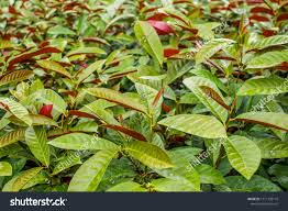 Image result for Excoecaria bussei