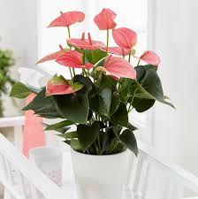 Buy Flamingo Flower Anthurium Pink Champion Antinkeles Pbr 21 99 Delivery By Crocus Flamingo Flower Flamingo Plant Bulb Flowers