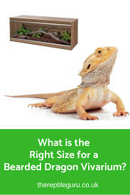 What Is The Right Size For A Bearded Dragon Vivarium The Reptile Guru Bearded Dragon Vivarium Bearded Dragon Baby Bearded Dragon
