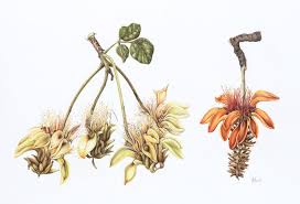 Image result for Erythrina livingstoniana