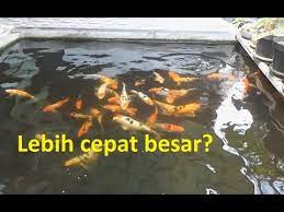 Karena tidak semua jenis ikan mempunyai kecantikan saat berada di kolam dan hanya ikan tertentu saja. 4 Keuntungan Kolam Dangkal Dibanding Kolam Dalam Point Ke 4 Hanya Untuk Ikan Kecil 5 10 Cm Youtube