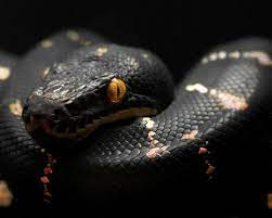 Animals Animal Nature Snake Planet Earth Black Snake Yellow Eyes Black Snake Head Totalestille Snake Wallpaper Snake Images Black Mamba Snake