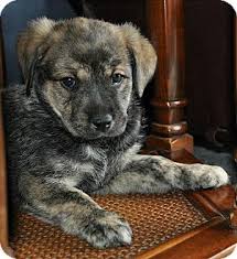 We did not find results for: North Olmsted Oh German Shepherd Dog Meet Puppies A Pet For Adoption