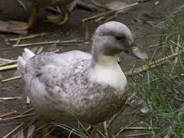 Call Duck What Color Is He Fixed The Pic Duck Animals Baby Animals
