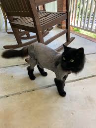 Cat lion cut cut cat i love cats crazy cats cool cats shaved animals shaved cat cat haircut funny animals. My Cat Got Super Matted We Went To The Groomers And They Gave Us A Few Options I Chose The Lion Cut We Were Not Disappointed Pics