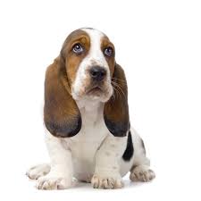 Basset hound information including personality, history, grooming, pictures, videos, and the akc breed standard. Basset Hound Cost Puppy Adult Dog With Calculator Petbudget Pet Costs Saving Tips