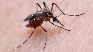 Read about causes, vaccine, history, transmission, diagnosis and treatments, and see pictures of this. Bacterial Allies Make Dengue Fever Cases Dive Bbc News