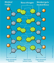 Maybe you would like to learn more about one of these? Struktur Dna Dan Penjelasannya Konsep Pentingnya Usaha Tiga Dua Satu