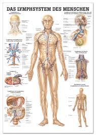 Lehrtafel Das Lymphsystem Des Menschen Praxisbedarf Shop Buchner