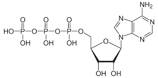 Atp Hydrolysis Wikipedia