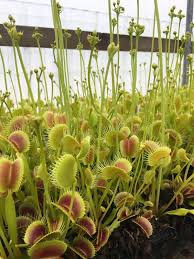 Maybe you would like to learn more about one of these? 3x Well Started Plants Giant Venus Flytrap King Henry Dionaea Muscipula Cultivar Venusflytrap Com
