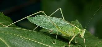 Crickets or 'true crickets' are the most common type of insects sharing this planet with us since ages. The Welcome Sounds Of Crickets Chirping