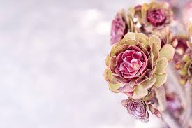 Image result for Dracaenaceae