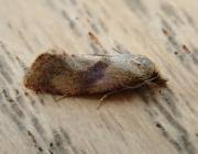 Image result for Cochylidia implicitana