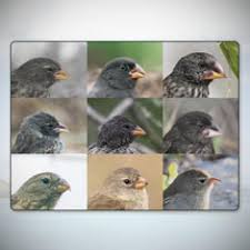 Predict which species of finch would be most beaks of finches lab answer packet download. Sorting Finch Species