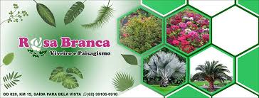 Cantinho 3 Floricultura E Paisagismo Goiânia Go Rosa Branca Viveiro E Paisagismo Home Facebook