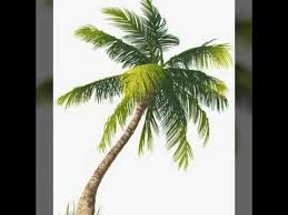 Il est idéal comme encas et très facile à réaliser. Dessiner Un Palmier Ø£Ø³Ø§Ø³ÙŠØ§Øª Ø±Ø³Ù… Ø§Ù„Ù†Ø®Ù„Ø© Youtube