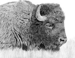 Graphite Drawings Graphite Drawings Drawings Bison Art
