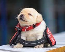 20 zhivotnyh ocharovaniyu kotoryh nevozmozhno soprotivlyatsya dolshe sekundy dog adoption puppies cute animals