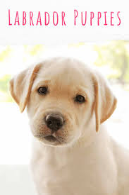 While it's true that there is an investment involved with dog care, it's on the other hand, you may think that dogs don't cost much at all. Labrador Puppies A Complete Guide To Your Lab Puppy