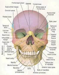 January 2013 Cheshire Anthropology Anatomy Bones Human Anatomy And Physiology Medical Anatomy