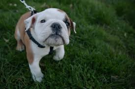 Puppies such as the english bulldog pictured above are a rare find. Photos Cute English Bulldog Puppy Spotted In North Seattle Seattle Refined