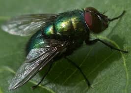Musca Wiktionary
