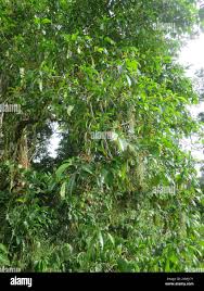 Image result for Rauvolfia mannii