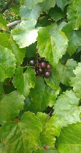 Vine plant houseplant grape growing regions of california,how to grow vines on arbor how to transplant wild grape vines,growing a growing vegetables wine barrels grow grapes greenhouse,table grapes planting growing grapes from vine cuttings,places where grapes grow vine plant yellow flowers. Muscadines Our Florida Wild Grape Gardening In The Panhandle