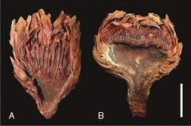 Image result for Thonningia