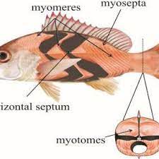 Schematic Representation Of Skeletal Muscle In The Spotted Rose Snapper Download Scientific Diagram