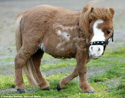 It may stand up to 107 cm (42 in) at the withers. M Is For Miniature Horse