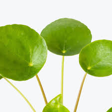 Image result for Pilea johnstonii