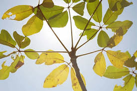 Image result for Schinziophyton rautanenii